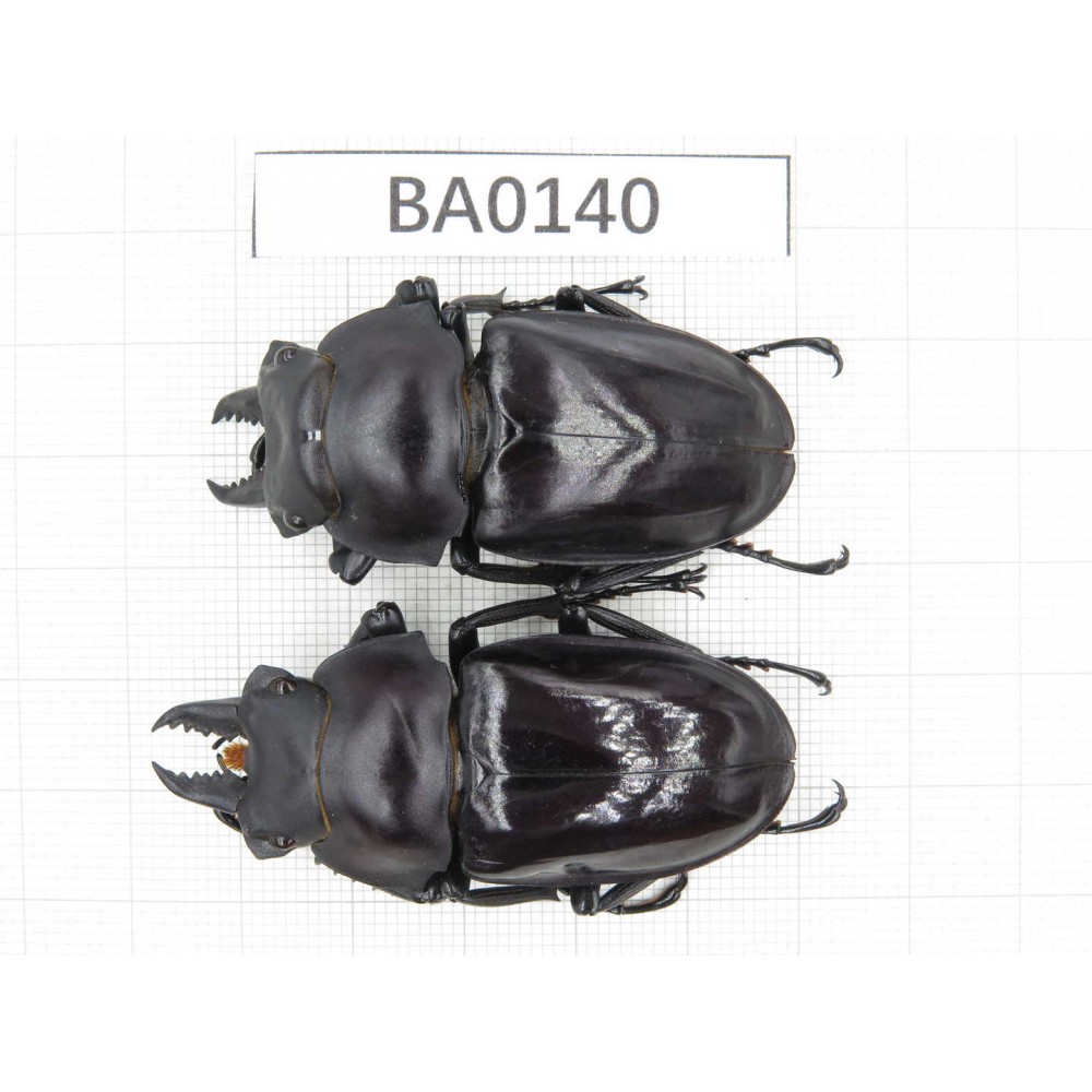 Neolucanus sp. China, Yunnan, Honghe, Jinping county.2M. BA0140.