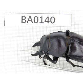 Neolucanus sp. China, Yunnan, Honghe, Jinping county.2M. BA0140.
