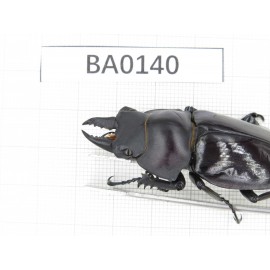 Neolucanus sp. China, Yunnan, Honghe, Jinping county.2M. BA0140.