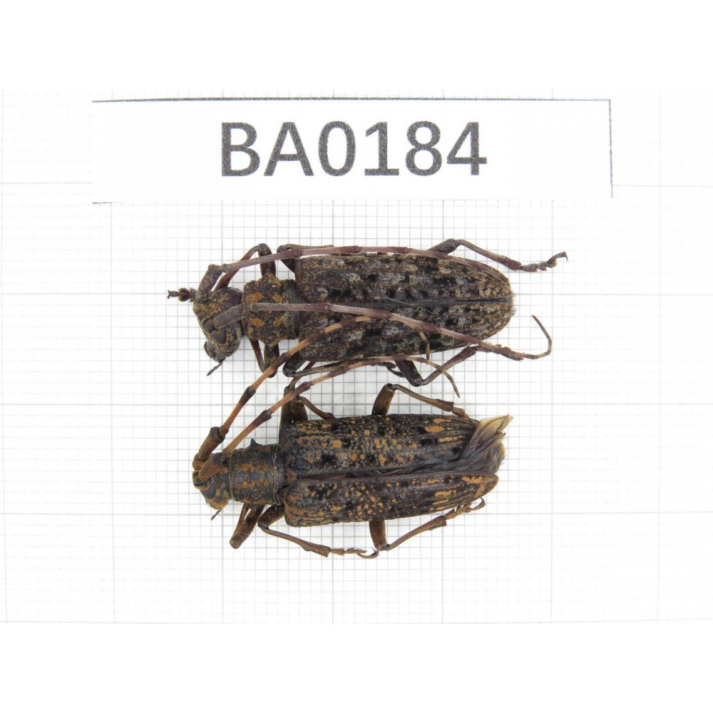Cerambycidae sp. China, Yunnan, Nujiang, N of Mt.Biluoxueshan. 2Pcs. BA0184.