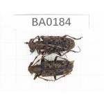 Cerambycidae sp. China, Yunnan, Nujiang, N of Mt.Biluoxueshan. 2Pcs. BA0184.