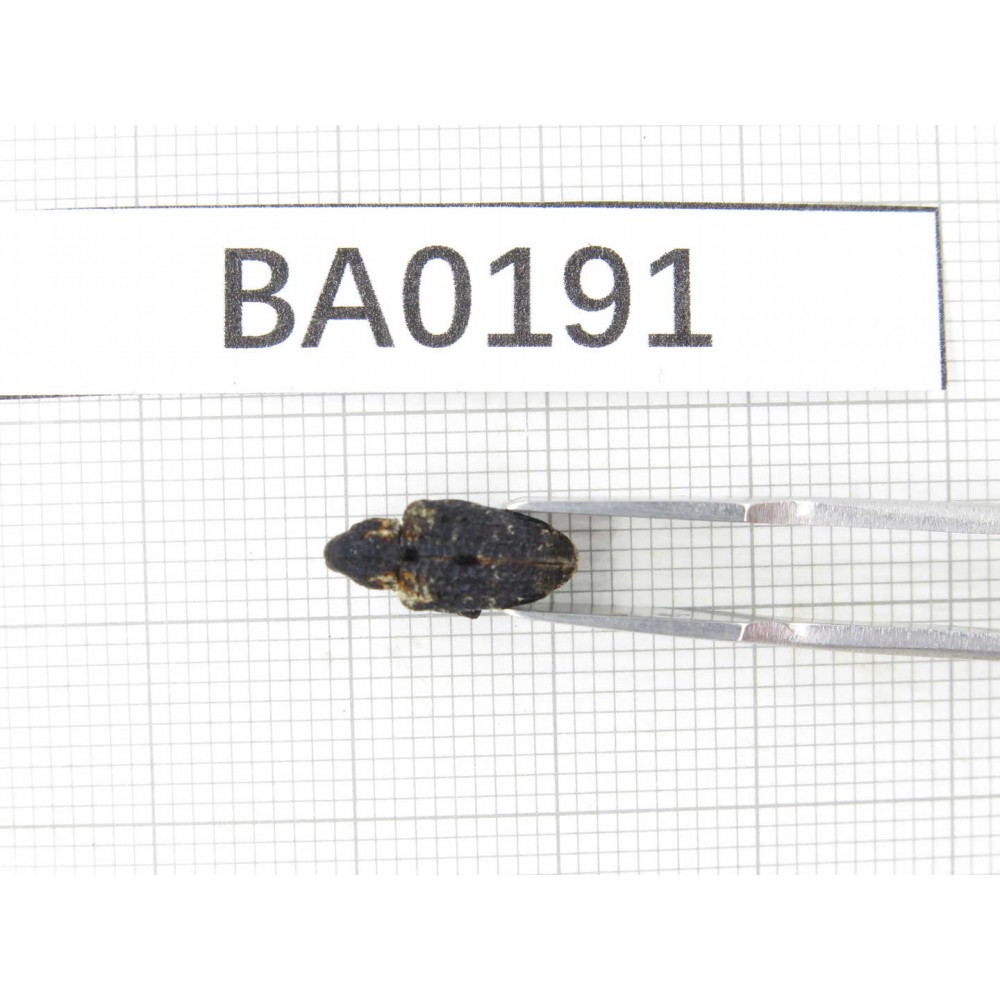 Curculionidae sp. China, Yunnan, Nujiang, N of Mt.Biluoxueshan. 1Pcs. BA0191.