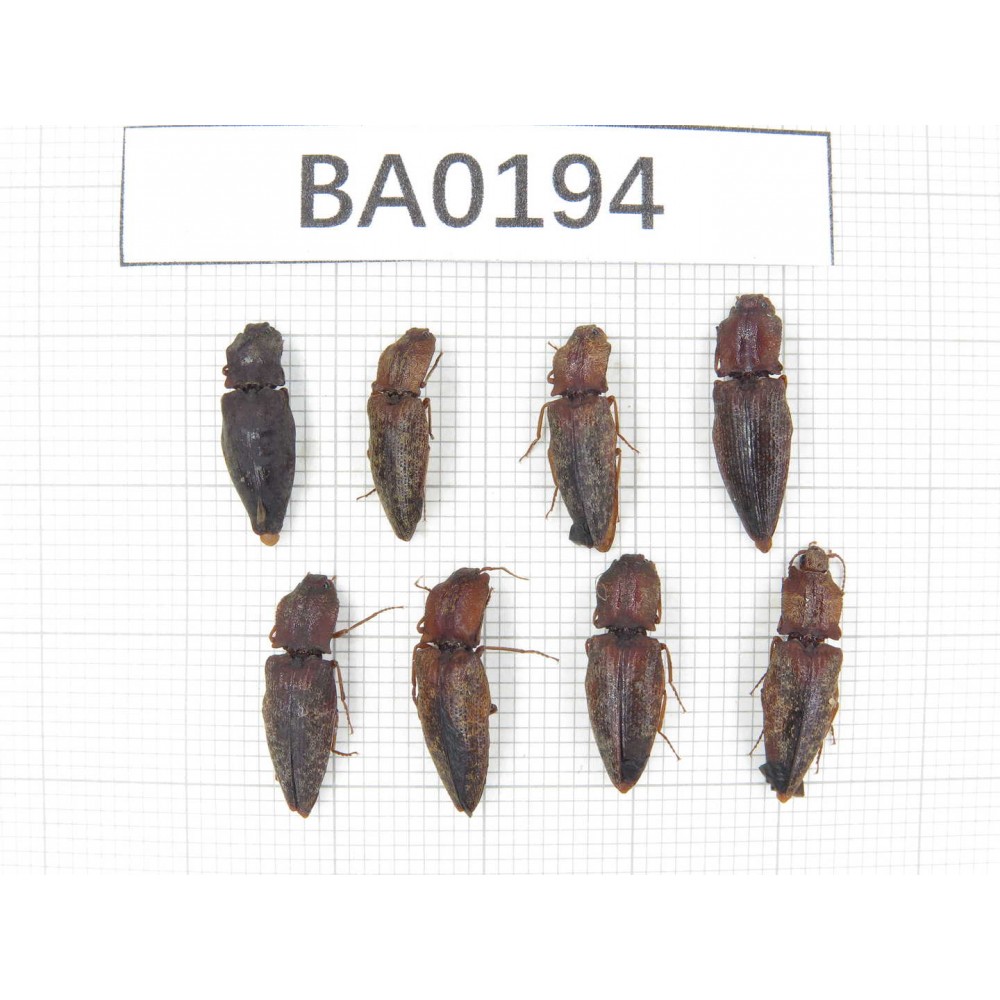 Elateridae sp. China, Yunnan, Nujiang, N of Mt.Biluoxueshan.8Pcs. BA0194.