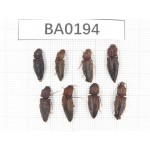 Elateridae sp. China, Yunnan, Nujiang, N of Mt.Biluoxueshan.8Pcs. BA0194.