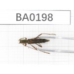 Cerambycidae sp. China, Yunnan, Nujiang, N of Mt.Biluoxueshan. 1Pcs. BA0198.