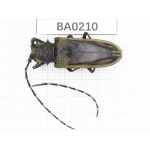 Cerambycidae sp. China, Yunnan, Nujiang, Lushui county. 1Pcs. BA0210.