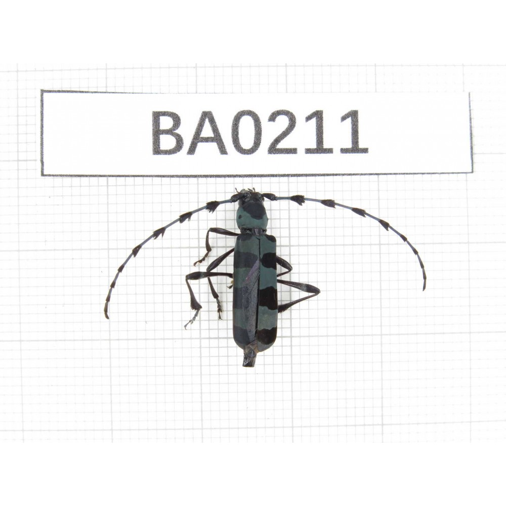 Cerambycidae sp. China, Yunnan, Nujiang, Lushui county. 1Pcs. BA0211.