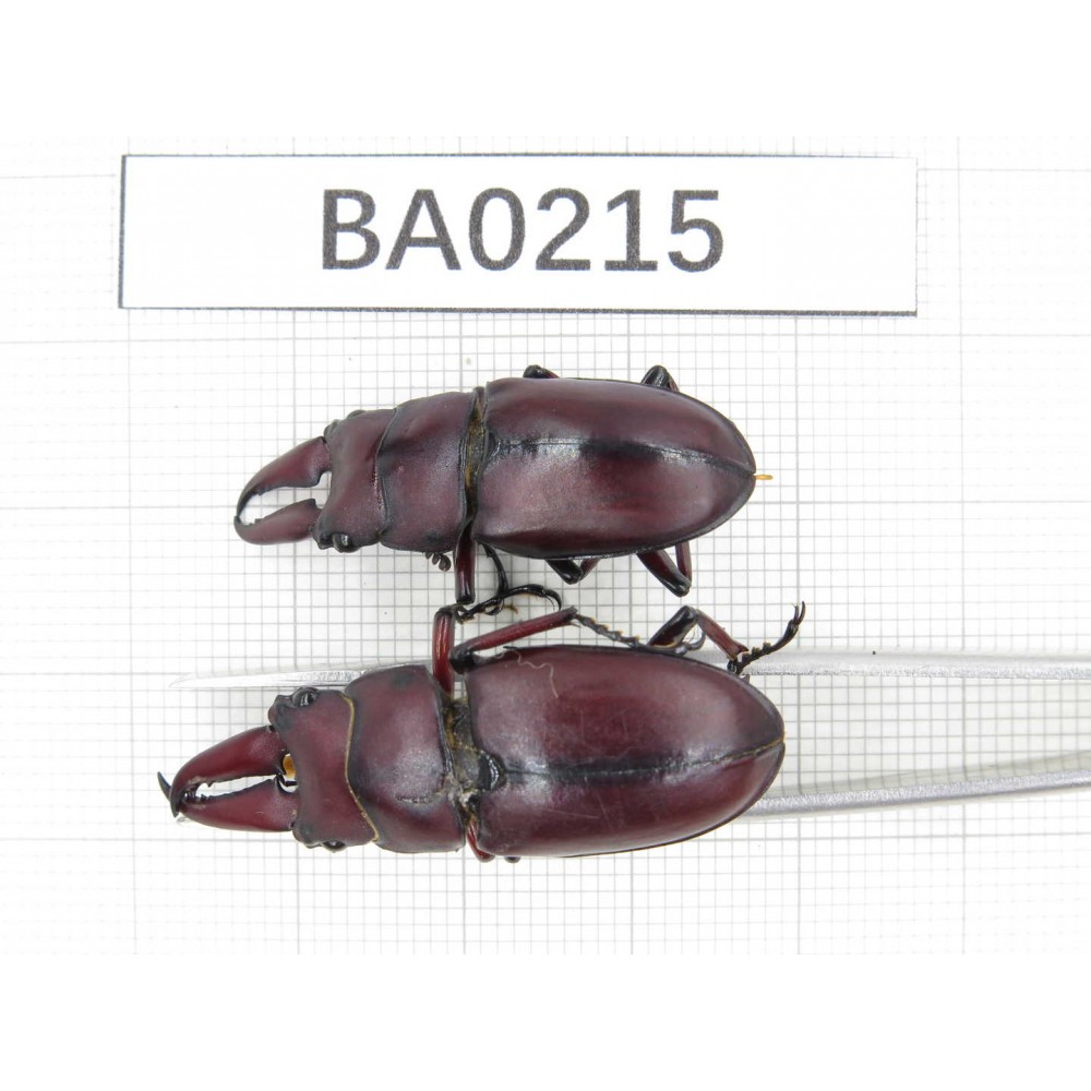 Prosopocoilus sp. China, Yunnan, Nujiang, Lushui county. 2M. BA0215.