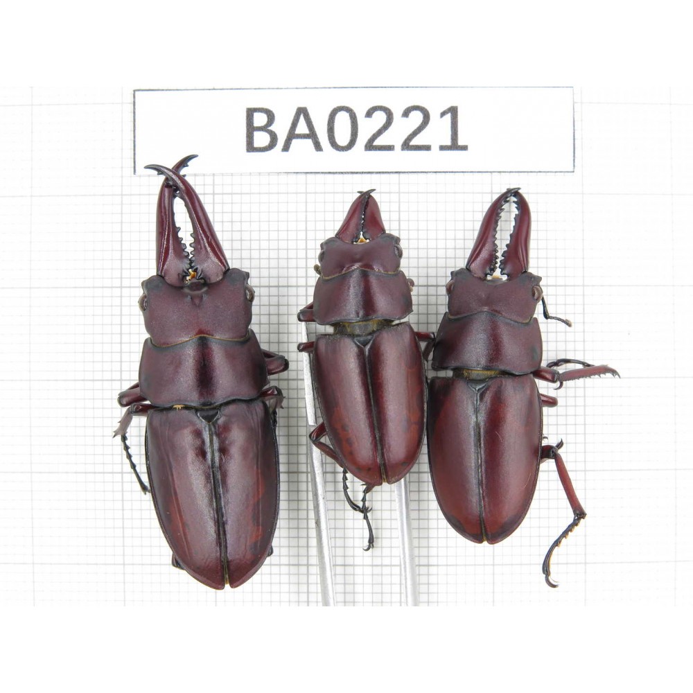 Prosopocoilus sp. China, Yunnan, Dali, S of Mt.Cangshan. 3M. BA0221.