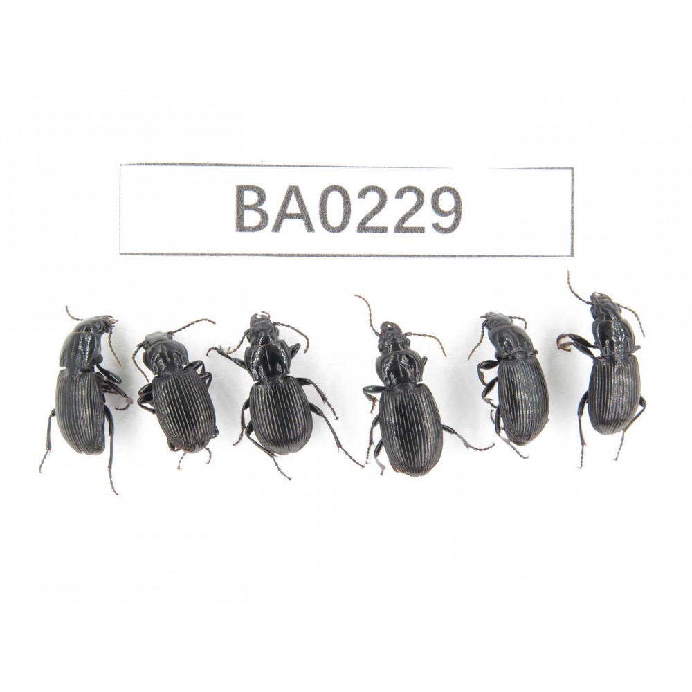 Carabidae sp. China, Yunnan, Lijiang, Mt.Yulongxueshan. 6Pcs. BA0229.