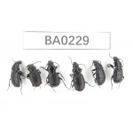 Carabidae sp. China, Yunnan, Lijiang, Mt.Yulongxueshan. 6Pcs. BA0229.