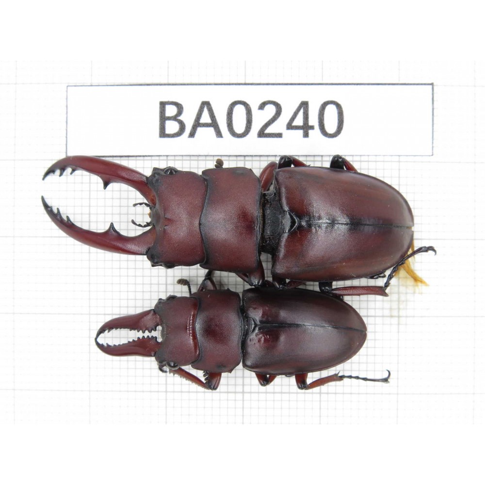 Prosopocoilus sp. China, Yunnan, Chuxiong, Shuangbai county. 2M. BA0240.