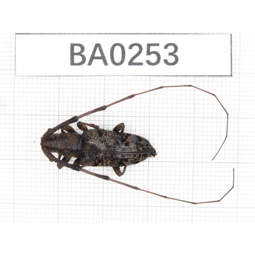 Cerambycidae sp. China, Yunnan, Chuxiong, Shuangbai county. 1Pcs. BA0253.