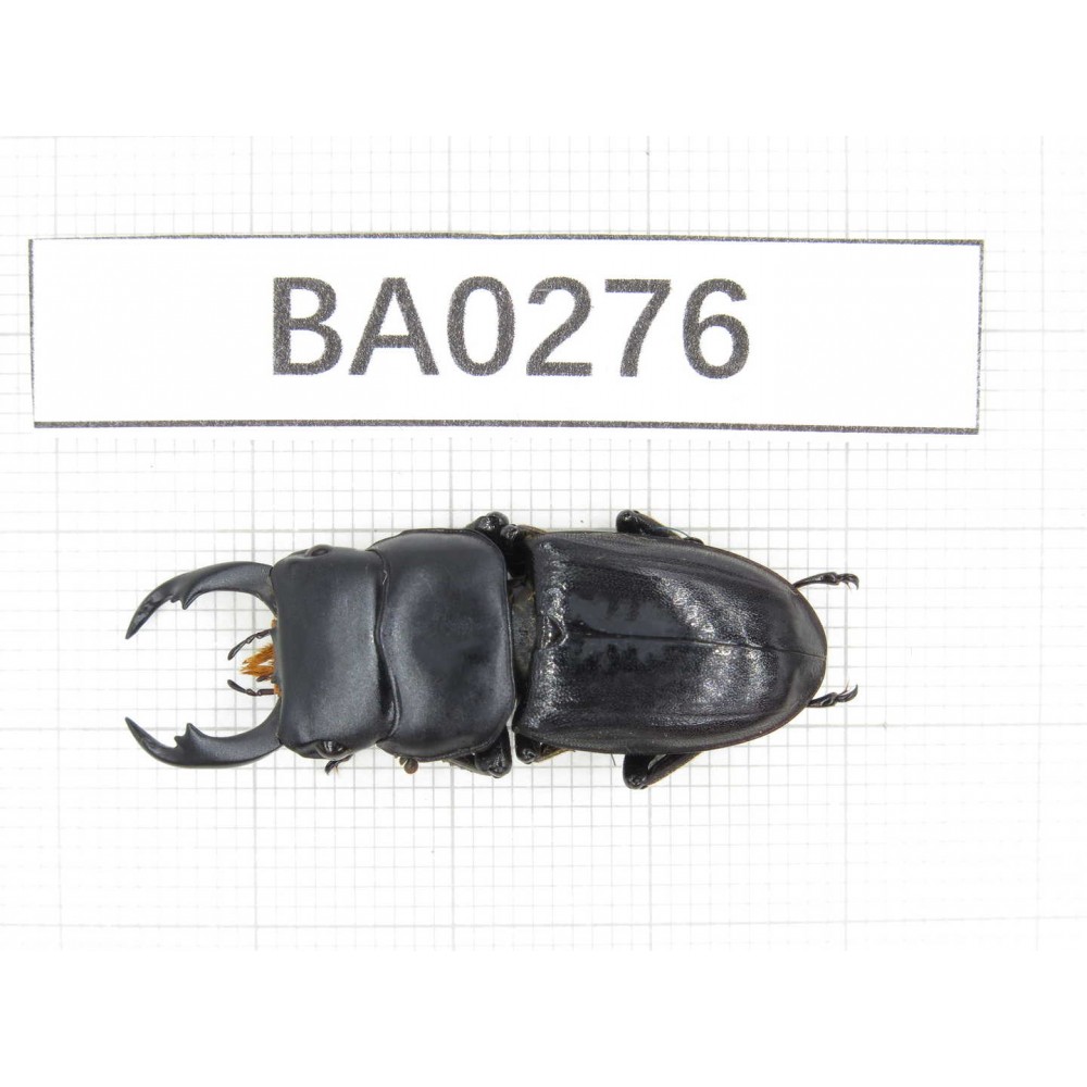 Dorcus sp. Myanmar, Kechin, Nanse. 1M. BA0276.