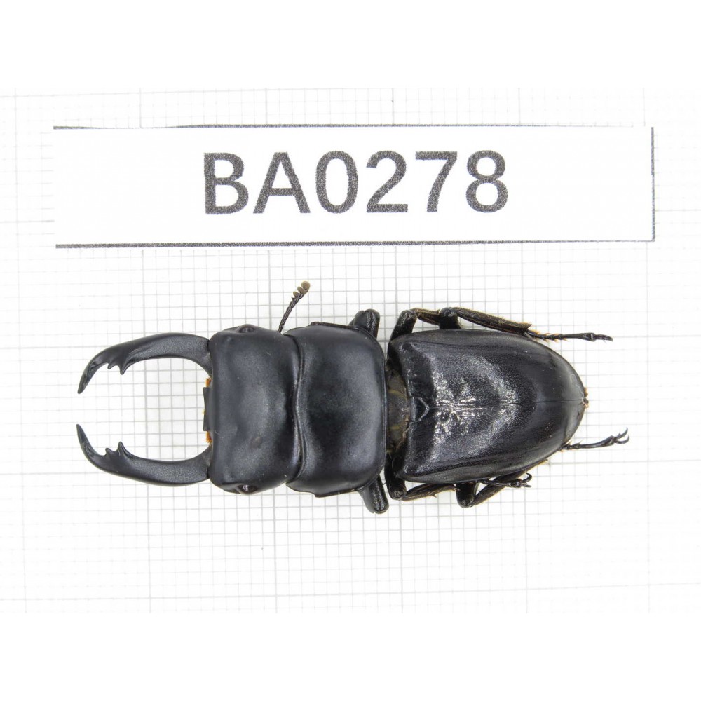 Dorcus sp. Myanmar, Kechin, Nanse. 1M. BA0278.