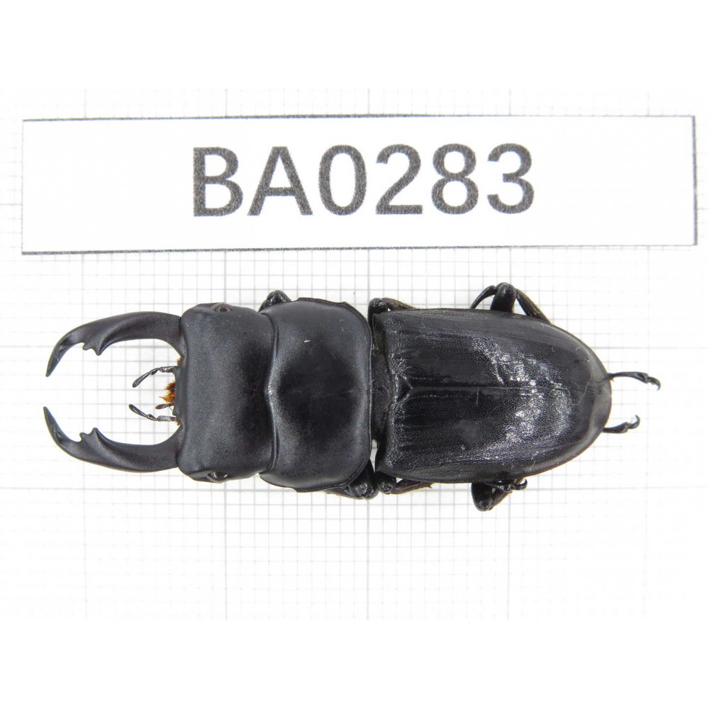 Dorcus sp. Myanmar, Kechin, Nanse. 1M. BA0283.