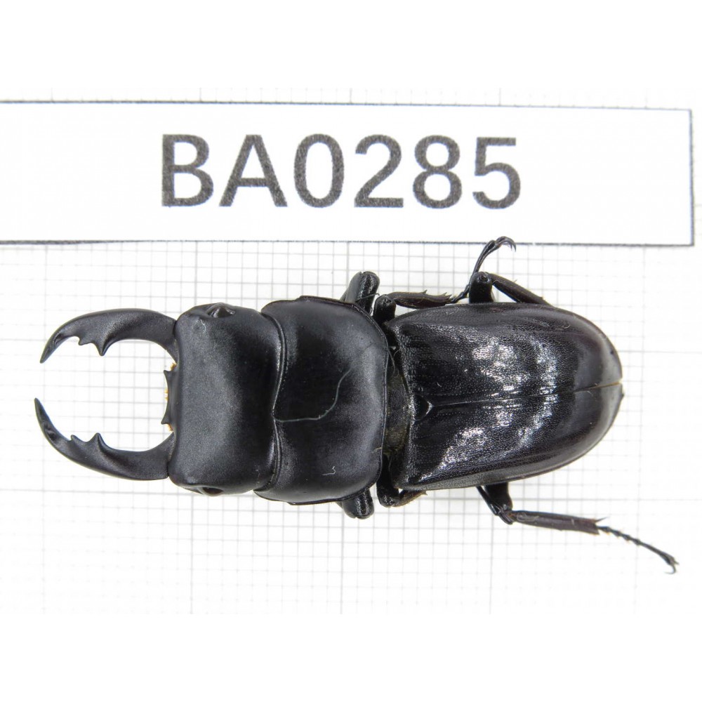 Dorcus sp. Myanmar, Kechin, Nanse. 1M. BA0285.