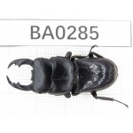 Dorcus sp. Myanmar, Kechin, Nanse. 1M. BA0285.