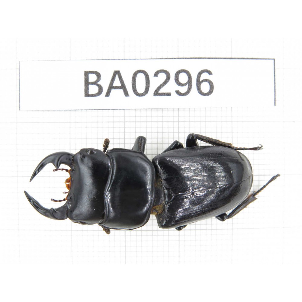 Dorcus sp. Myanmar, Kechin, Nanse. 1M. BA0296.
