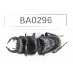 Dorcus sp. Myanmar, Kechin, Nanse. 1M. BA0296.