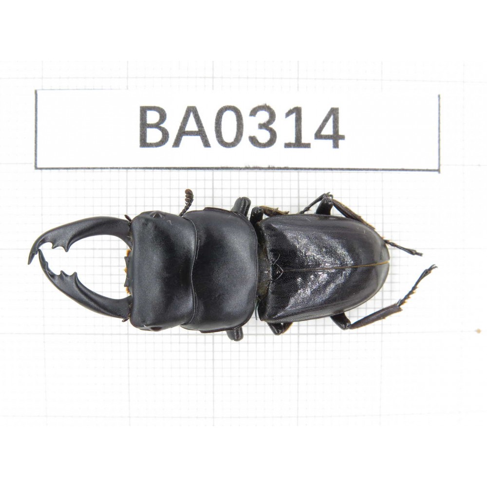 Dorcus sp. Myanmar, Kechin, Nanse. 1M. BA0314.