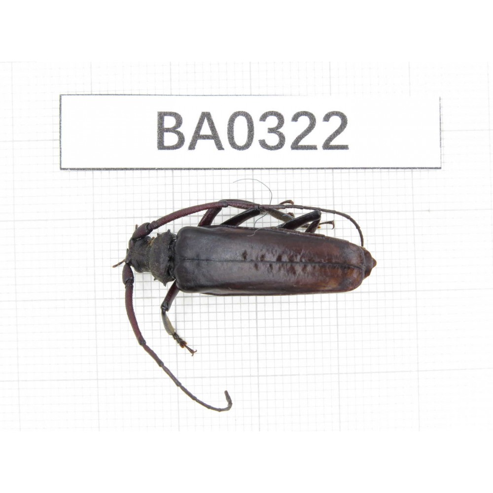 Cerambycidae sp. Myanmar, Kechin, Nanse. 1Pcs. BA0322.