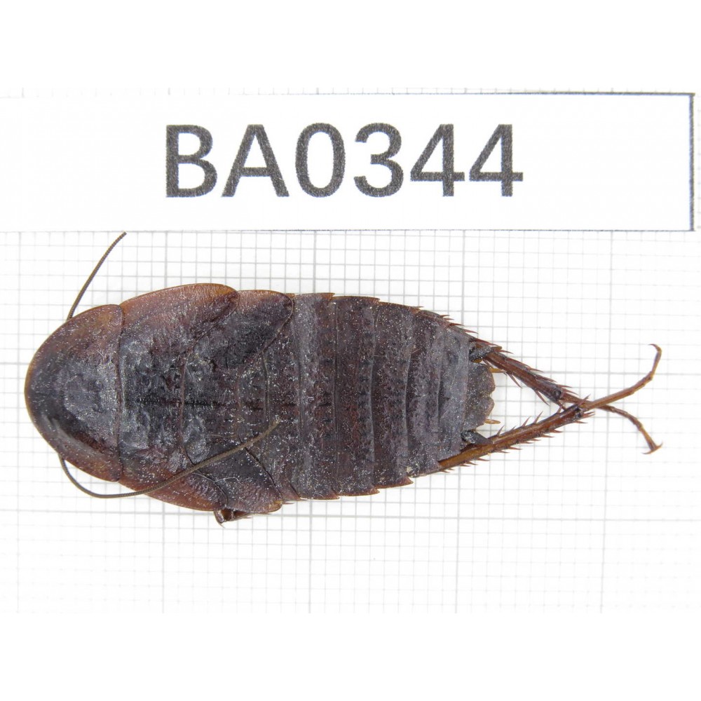 Blattodae sp. China,  Tibet, Linzhi, Bomi county. 1Pcs. BA0344.