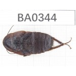 Blattodae sp. China,  Tibet, Linzhi, Bomi county. 1Pcs. BA0344.