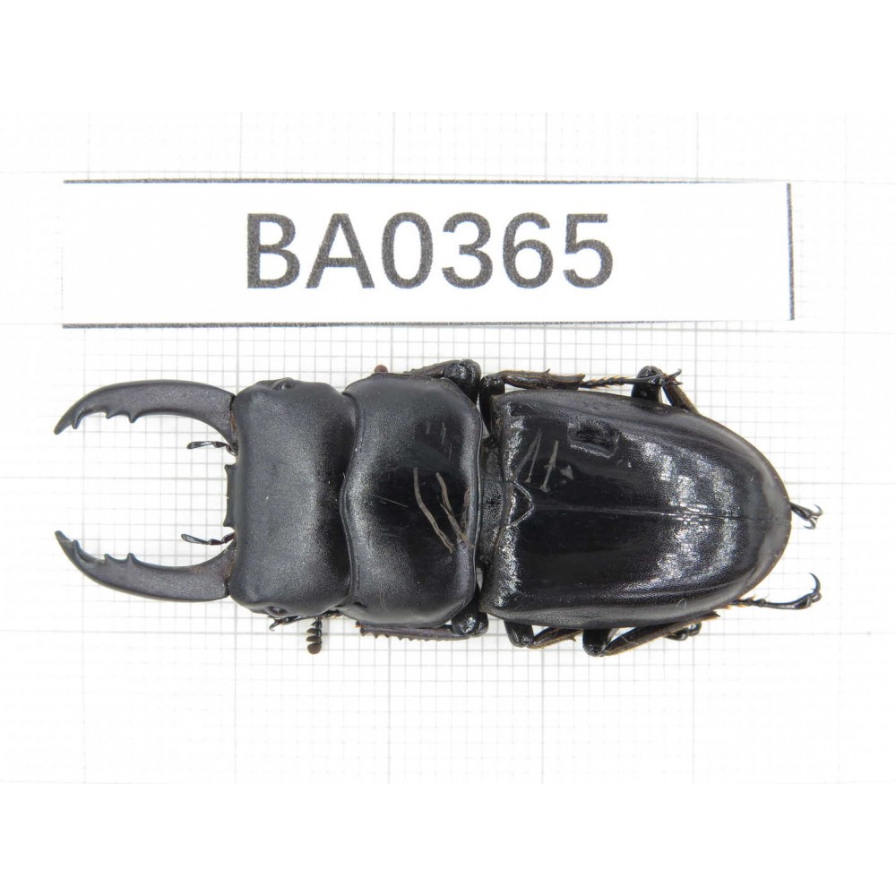 Dorcus sp. China, Tibet, Linzhi, Motuo county.1M. BA0365.
