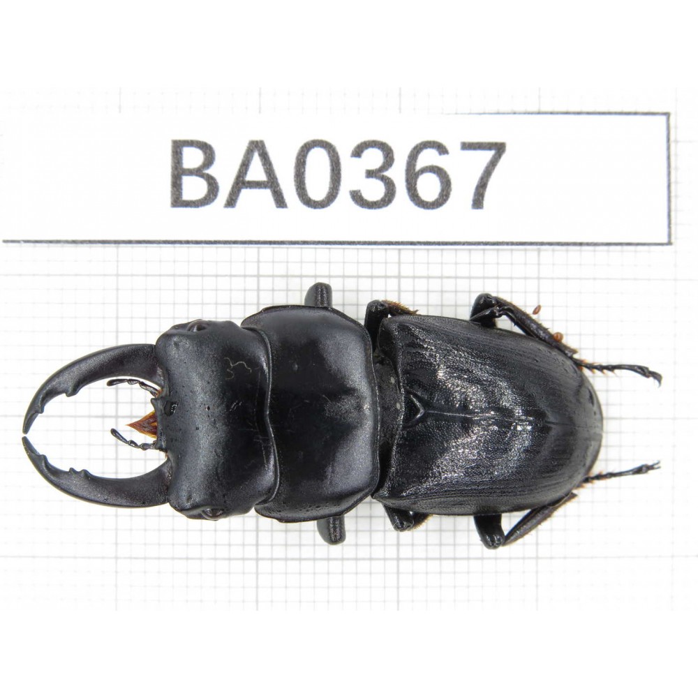Dorcus sp. China, Tibet, Linzhi, Motuo county.1M. BA0367.