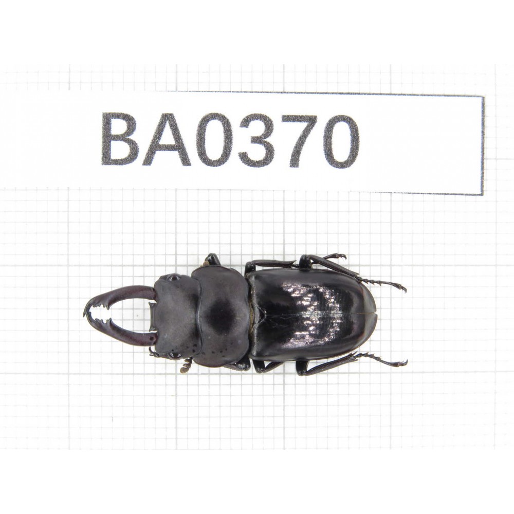Dorcus sp. China, Tibet, Linzhi, Motuo county.1M. BA0370.