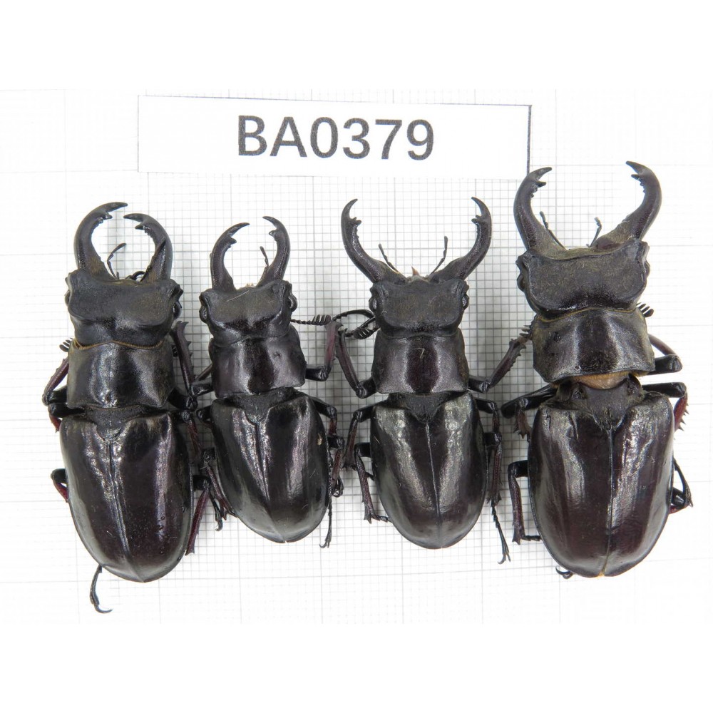 Lucanus langi. China,Tibet, Linzhi, Motuo county. 4M. BA0379.