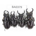 Lucanus langi. China,Tibet, Linzhi, Motuo county. 4M. BA0379.