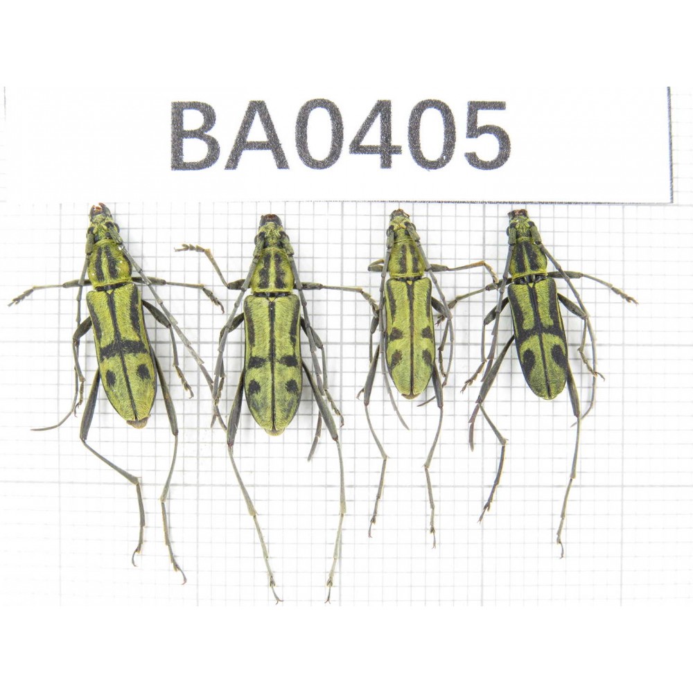 Cerambycidae sp. China, Guangxi, Baise, Leye county. 4Pcs. BA0405.