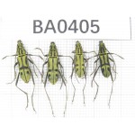 Cerambycidae sp. China, Guangxi, Baise, Leye county. 4Pcs. BA0405.