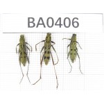 Cerambycidae sp. China, Guangxi, Baise, Leye county. 3Pcs. BA0406.