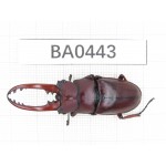 Prosopocoilus sp. China, Yunnan, Yuxi, Xinping county. 1M. BA0443.