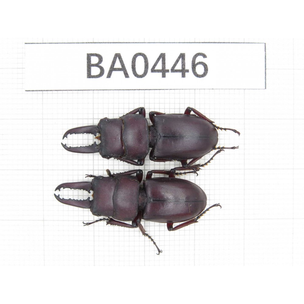 Prosopocoilus sp. China, Yunnan, Yuxi, Xinping county. 2M. BA0446.