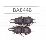 Prosopocoilus sp. China, Yunnan, Yuxi, Xinping county. 2M. BA0446.