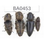Elateridae sp. China, Yunnan, Yuxi, Xinping county. 4Pcs. BA0453.