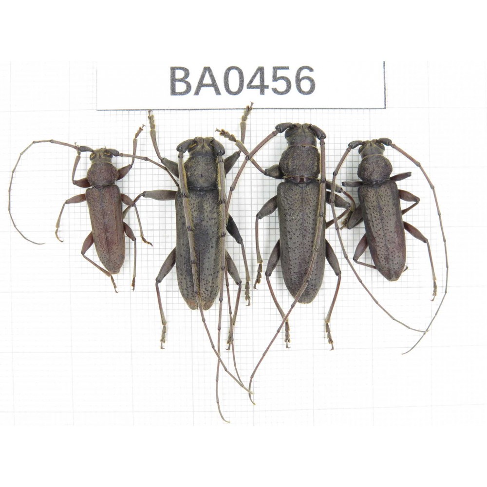 Cerambycidae sp. China, Yunnan, Yuxi, Xinping county. 4Pcs. BA0456.