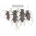 Cerambycidae sp. China, Yunnan, Yuxi, Xinping county. 4Pcs. BA0456.