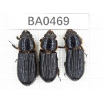 Passalidae sp. China, Tibet, Linzhi, Bomi county. 3Pcs. BA0469.
