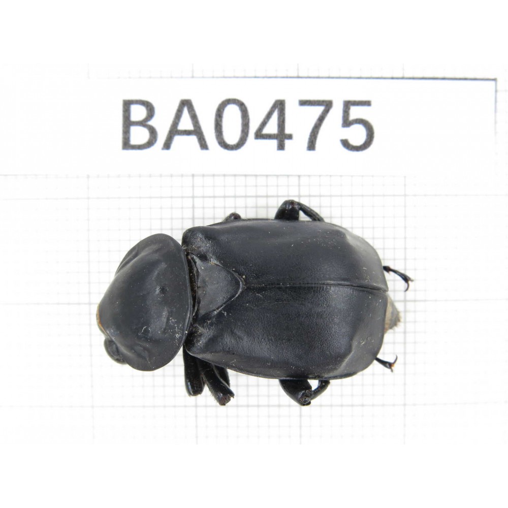 Silphidae sp. China, Tibet, Linzhi, Bomi county. 1Pcs. BA0475.
