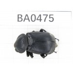 Silphidae sp. China, Tibet, Linzhi, Bomi county. 1Pcs. BA0475.