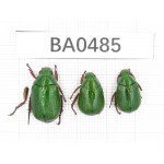 Rutelidae sp. China, Tibet, Linzhi, Bomi county. 3Pcs. BA0485.