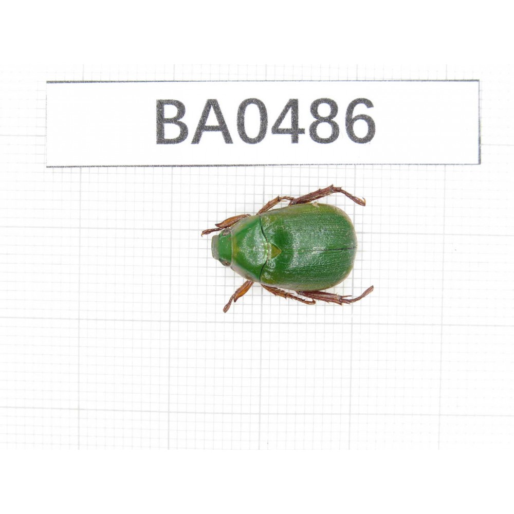 Rutelidae sp. China, Tibet, Linzhi, Bomi county. 1Pcs. BA0486.