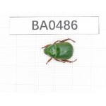 Rutelidae sp. China, Tibet, Linzhi, Bomi county. 1Pcs. BA0486.