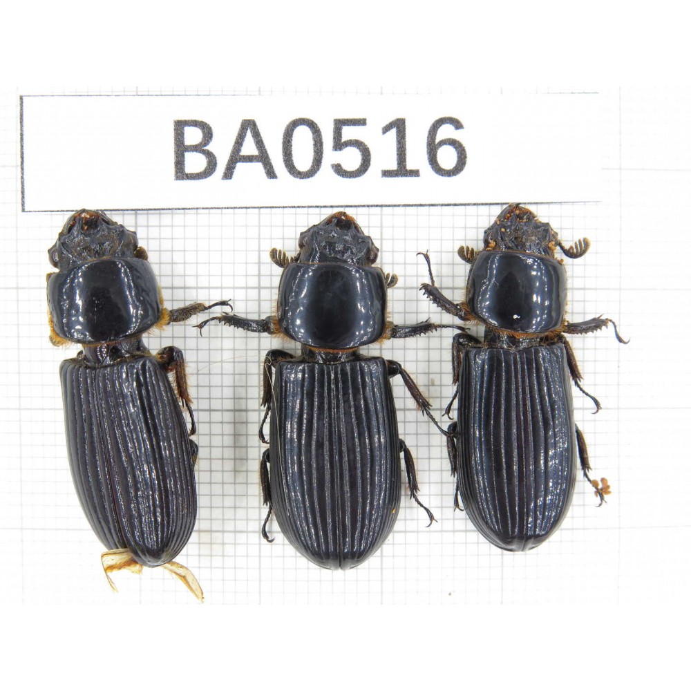 Passalidae sp. China, Myanmar, Kechin, Nanse. 3Pcs. BA0516.