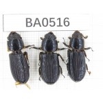 Passalidae sp. China, Myanmar, Kechin, Nanse. 3Pcs. BA0516.